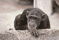 monkey gif.gif (34779 bytes)